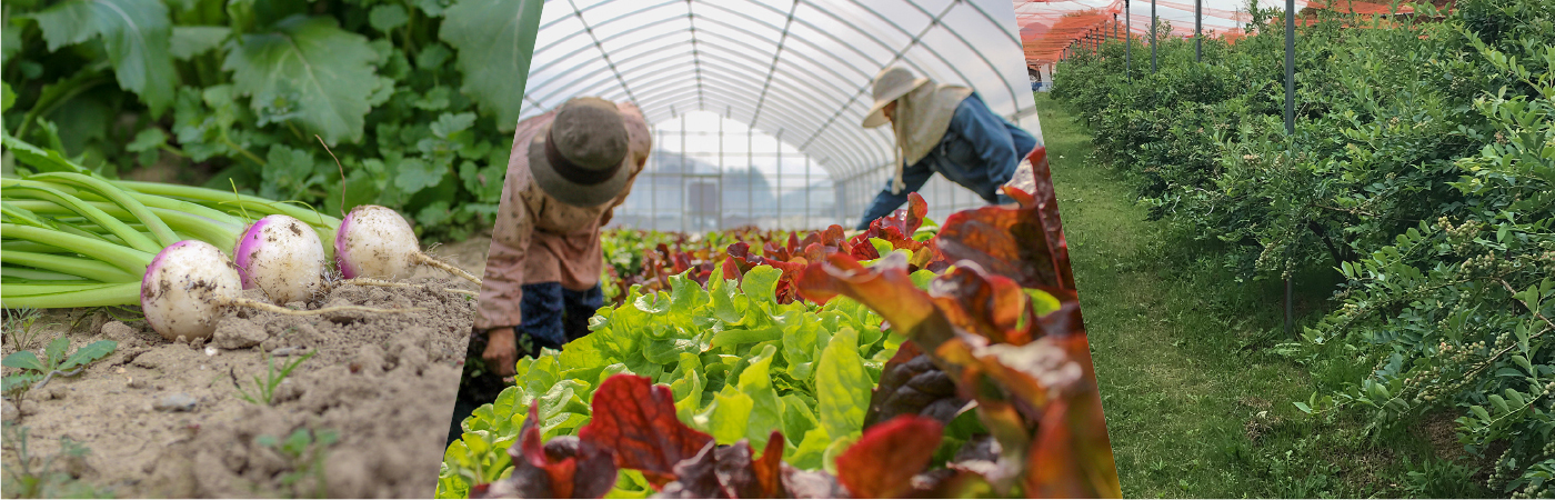 レイクスファーム(野洲市)